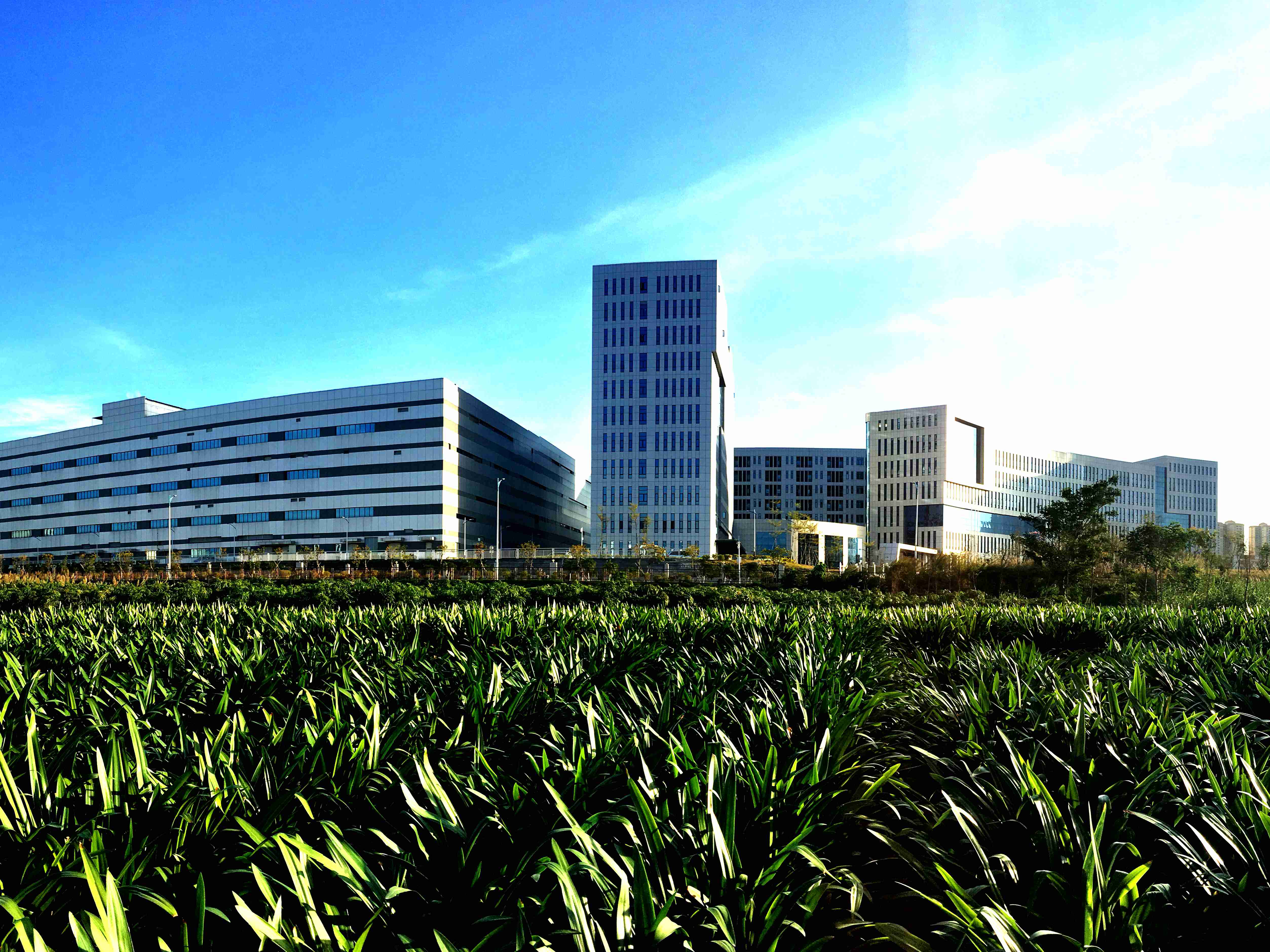 1689657188043062729.jpg 大美国药—晨光中的国药致君_副本.jpg